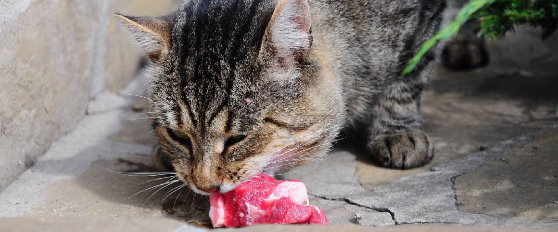 What happens if a cat eats raw discount meat